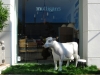thumbs_mulligans-cow